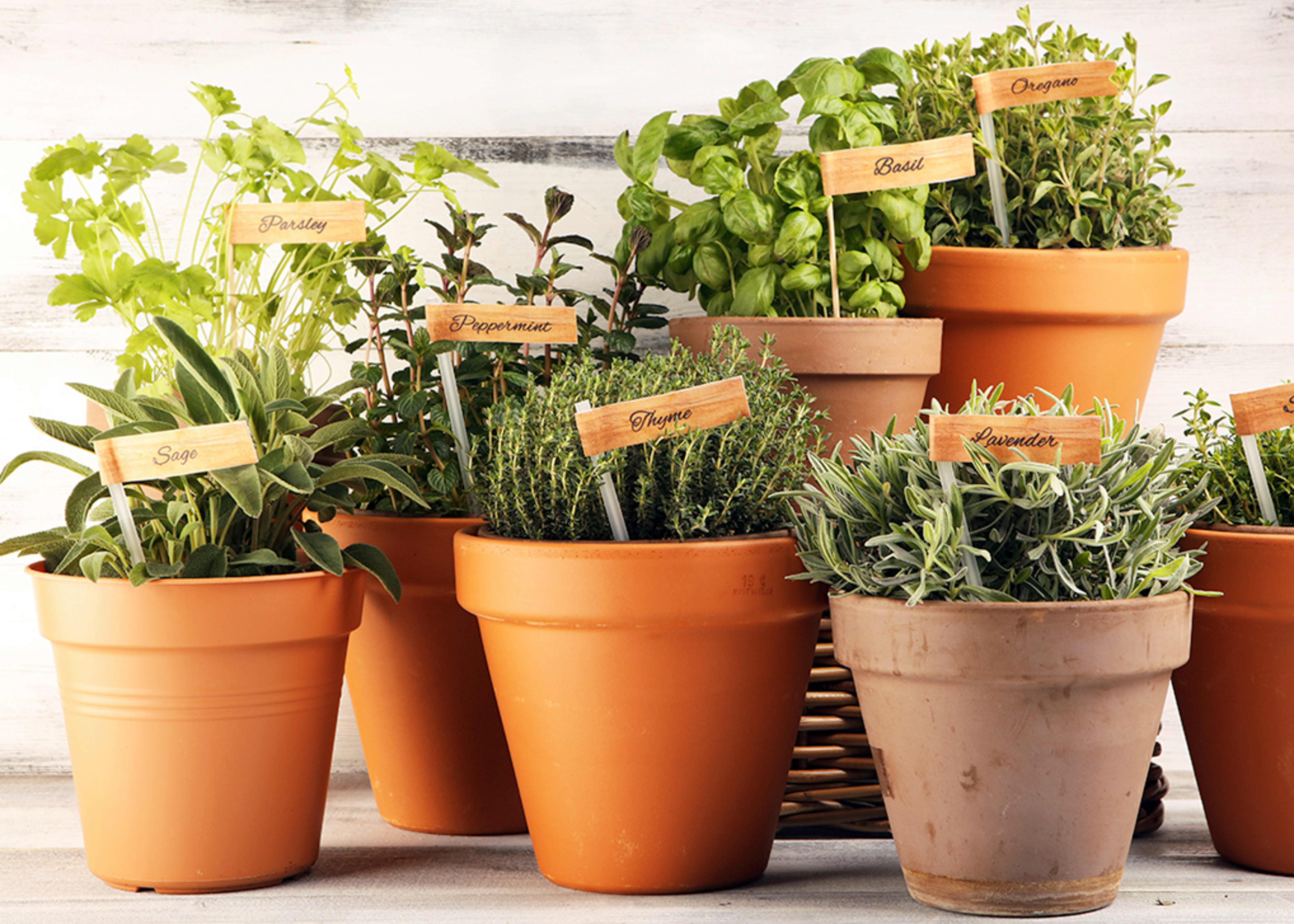 Herbs in clay pots
